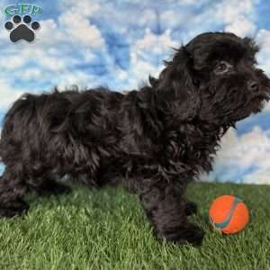 Bronco, Shih-Poo Puppy